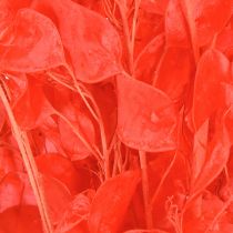 Product Dried Lunaria Honesty Dried Money Plant Red 65-70cm 20g