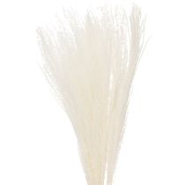 Product Dried flowers, silver grass. Elegant natural decoration for home and office. 70cm, 10 pieces.