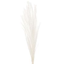 Product Dried flowers, silver grass. Elegant natural decoration for home and office. 70cm, 10 pieces.