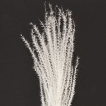 Product Dried flowers, silver grass. Elegant natural decoration for home and office. 70cm, 10 pieces.