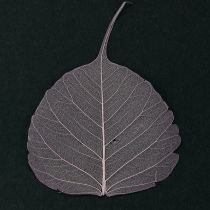 Product Skeletonized Bodhi leaves for creative decorations