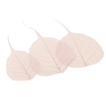 Product Skeletonized Bodhi leaves for creative decorations
