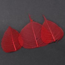 Product Skeletonized Bodhi decorative leaves for floristry and crafts