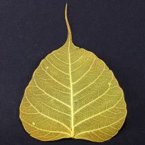 Product Skeletonized Bodhi leaves for creative decorations