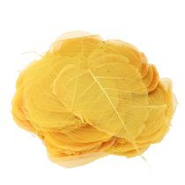 Product Skeletonized Bodhi leaves for creative decorations