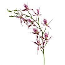 Spider orchids Brassia Pink-White 108cm 3pcs