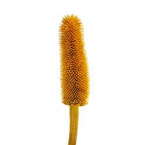 Teasels Pointed natural stems Yellow 1kg