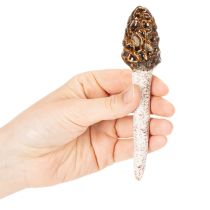 Product Artificial morel mushroom decorative stake for plant pots and table, 13cm, 2 pieces