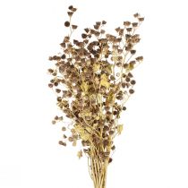 Product Dried flowers decoration branches Stefani branch 95cm 200g