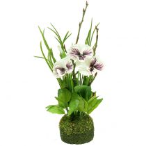 Pansy with moss ball white 31cm