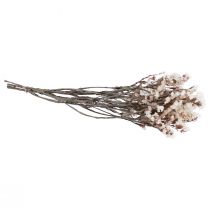 Product White sea lavender (Limonium) dried flowers, 60cm, 35g