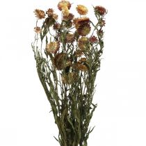 Product Strawflower Helichrysum Dried flower Yellow Red 50cm 60g
