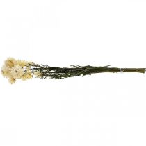Product Dry décor Strawflower cream Helichrysum dried 50cm 30g