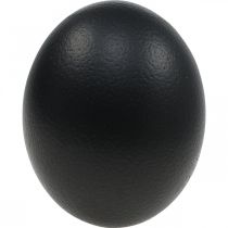 Product Ostrich Egg Decoration Blown Out Easter Decoration Black Ø12cm H14cm