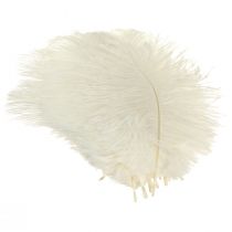 Product Exquisite cream-white decorative feather ostrich feather white 20-25cm 12 pieces