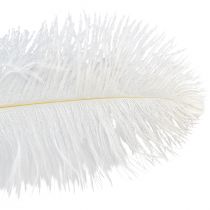 Product Ostrich Feathers Exotic Decoration White Feathers 32-35cm 4 Pcs
