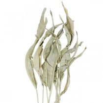 Strelitzia leaves dried green frosted 45-80cm 10pcs