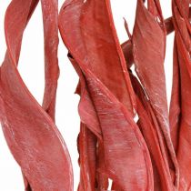 Strelitzia leaves red frosted dry floristics 45-80cm 10p