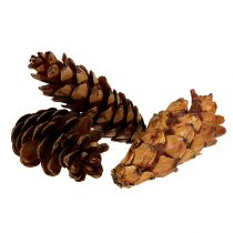 Product Strobus cones 10-15cm varnished 100 pcs