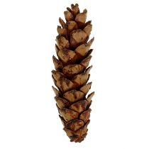 Strobus cone 10-15cm lacquered 100p