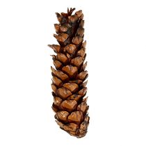 Product Strobus cones 15 - 20cm painted 100 pcs
