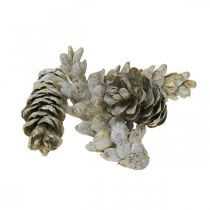 Strobus cones, Christmas, Advent decoration, Weymouth cones natural, golden L9–14cm 20pcs