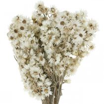 Straw Flowers Dried Flowers Bouquet White Small 15g