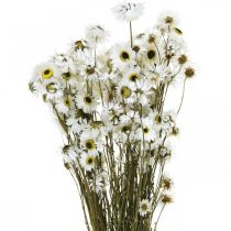 Acroclinium White, Dry Plants, Helichrysum, Dry Flowers L20–40cm 25g