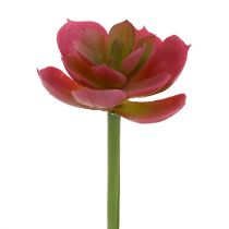 Succulent Ø5cm pink 6pcs