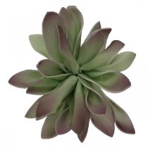 Succulent green, bordeaux 10cm 12pcs