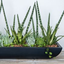 Product Succulent Echeveria artificial Green H15cm