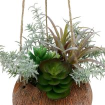 Succulents green in a pot for hanging 24cm
