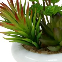 Succulents in a pot Ø12cm H11cm 1p