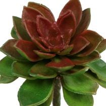 Succulent stone rose 6cm green 6pcs