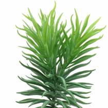 Succulent Senecio Ragwort Green 20cm