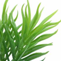 Succulent Senecio Ragwort Green 20cm