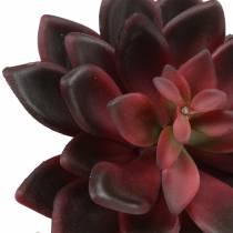 Succulent houseleek burgundy 12cm