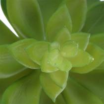 Succulent houseleek green 14cm