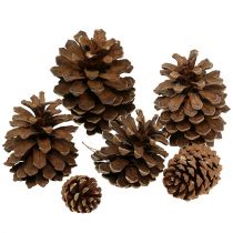 Pine cone mix large 14kg