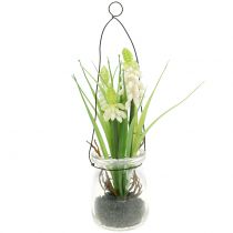 Product Grape hyacinth white in a glass for hanging H22cm