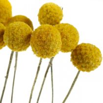 Product Craspedia dried flowers, yellow, 70cm, decorative, 10 pieces