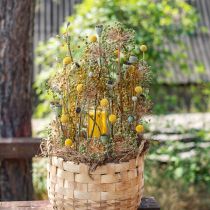 Product Craspedia dried flowers, yellow, 70cm, decorative, 10 pieces