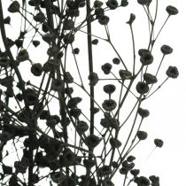 Dried flower Massasa black natural decoration 50-55cm bunch of 10pcs