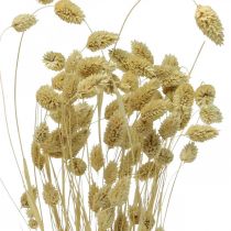 Dried flower Phalaris, decorative grass bunch, dry floristics, boho nature, bleached L55cm 100g