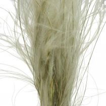 Product Dried flowers deco feather grass dry grass nature 50g