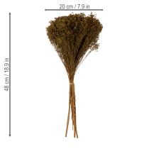 Product Dried flowers Broom Bloom Olive Green 160g 48cm