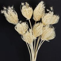 Product Dried flowers cream fennel bleached 45cm bunch 10 pcs