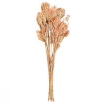 Product Dried Flowers Decoration Fennel Salmon L50cm Ø4-5cm 100g