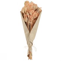 Product Dried Flowers Decoration Fennel Salmon L50cm Ø4-5cm 100g
