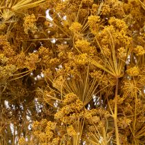 Product Dried flower bouquet of dill with delicate blossoms for romantic vintage decoration 55cm